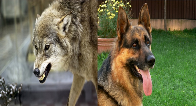 Wolf , Dog, loyalty, friendship, friends, trust,secrets, smile, depress