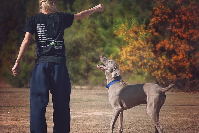 Dogs, teach, love, life lesson, loyalty