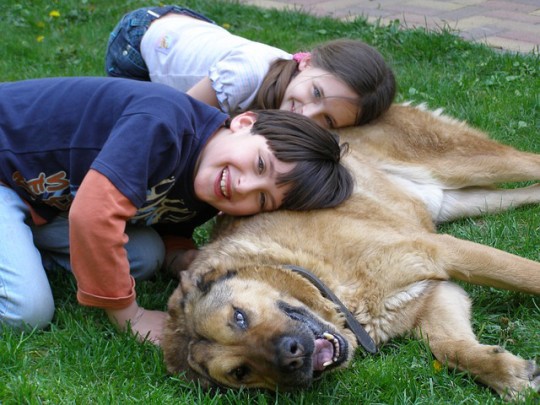 Dogs, teach, love, life lesson, loyalty
