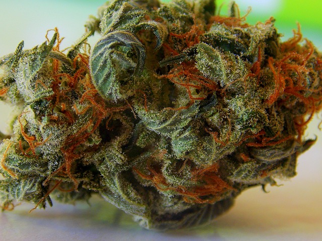 Legal Marijuana is no Child’s Play parents still need to monitor